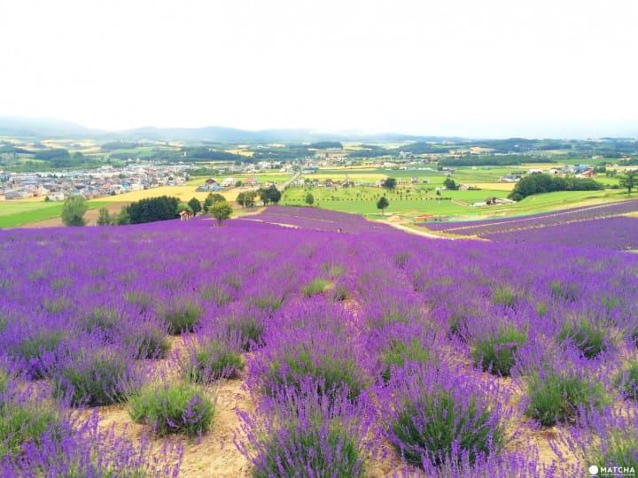 分离焦虑症怎么治疗？换个角度想，问题就解决了一半